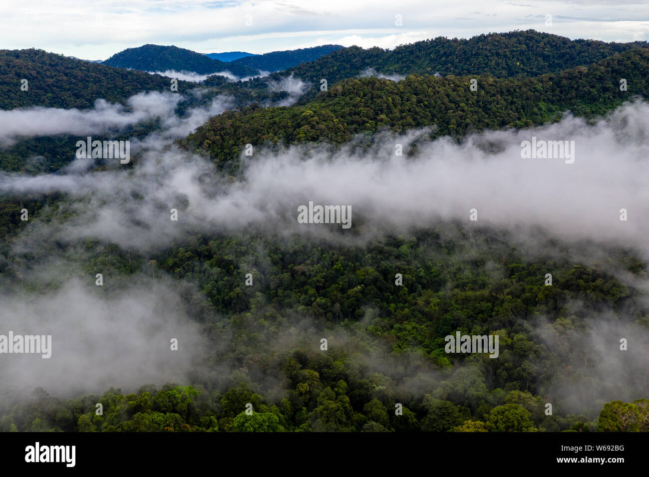 Aerial Drone View Of Mist And Fog Forming Over A Tropical Rainforest In ...