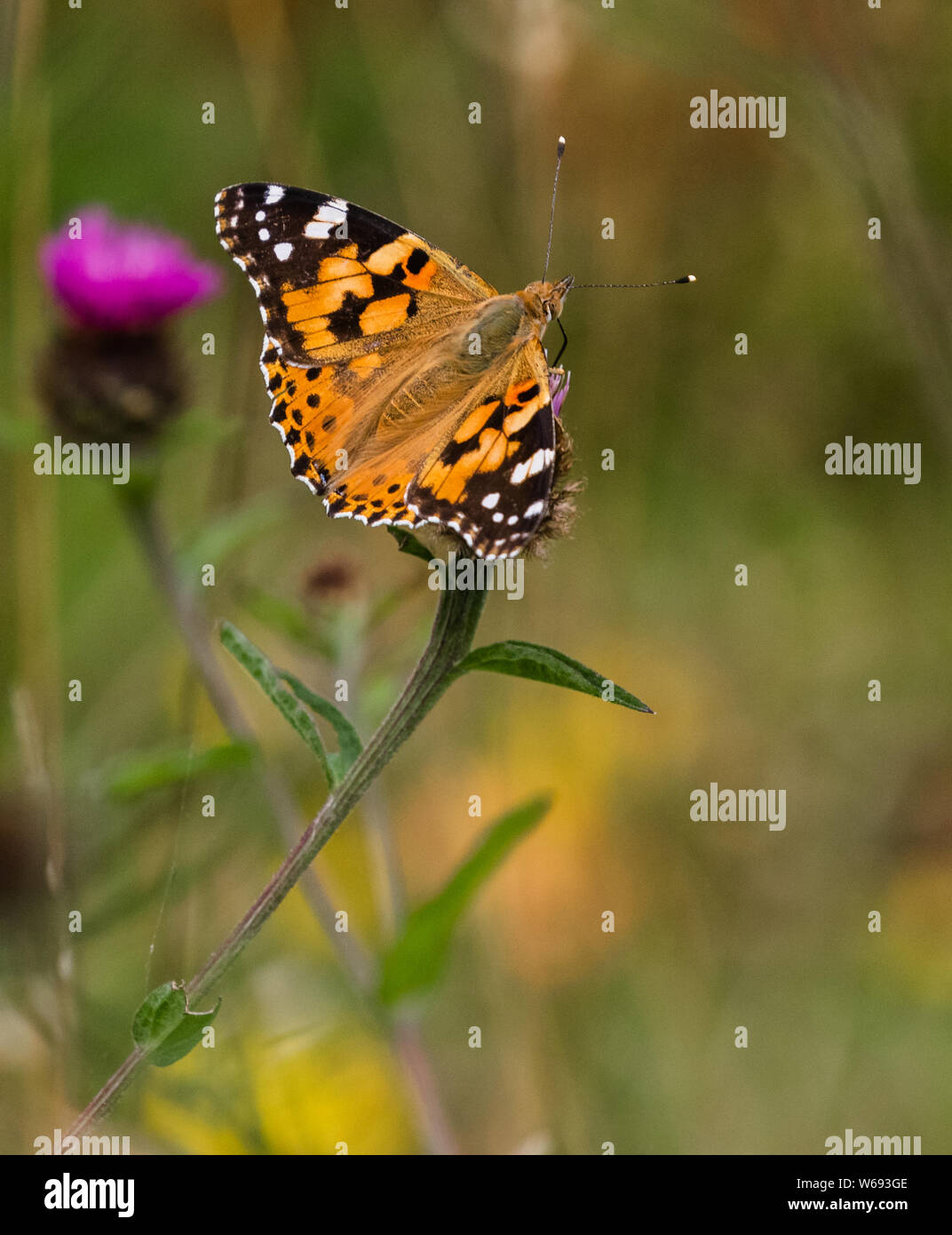 Butterfly friendly wildflower hi-res stock photography and images - Alamy
