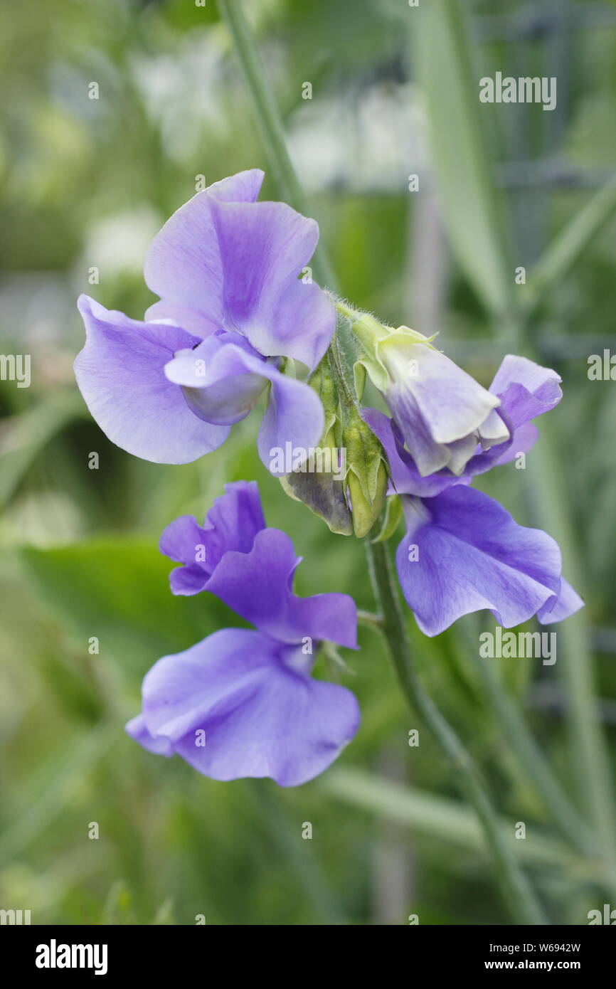 Lathyrus odoratus 'Big Blue' - Spencer variety sweet pea flowering in summer. UK Stock Photo