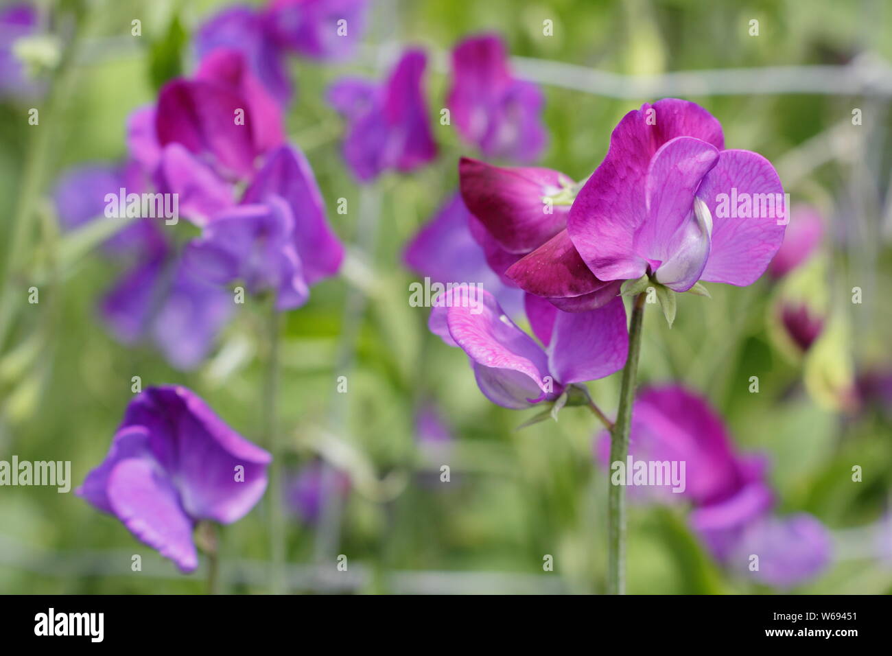 Lathyrus odoratus 'Captain of the Blues' - a higly scented heirloom sweet pea flowering in a cottage garden in summer. UK Stock Photo