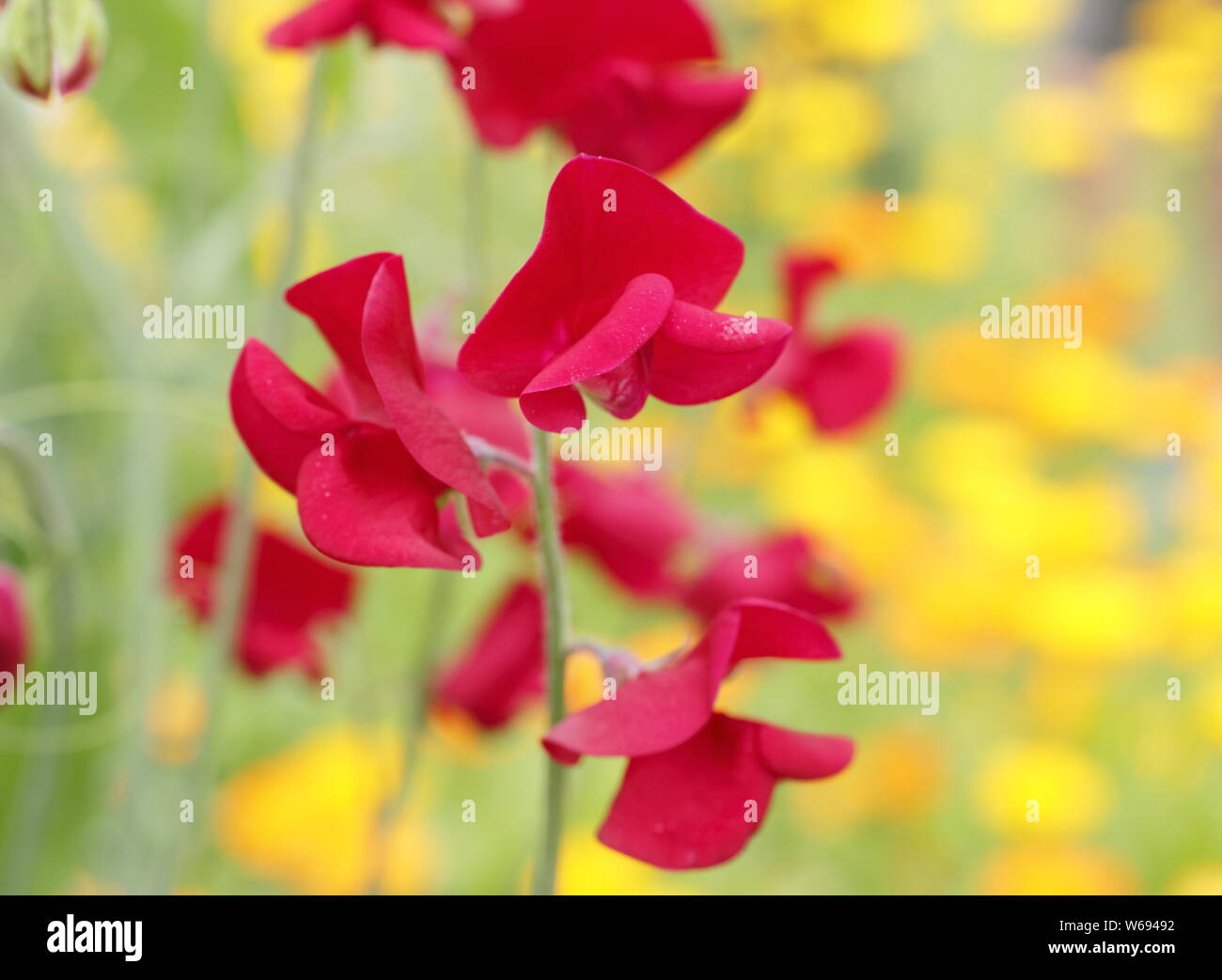 Lathyrus odoratus 'Winston Churchill' against Calendula. Red sweet peas and orange pot marigolds growing in an English summer garden Stock Photo