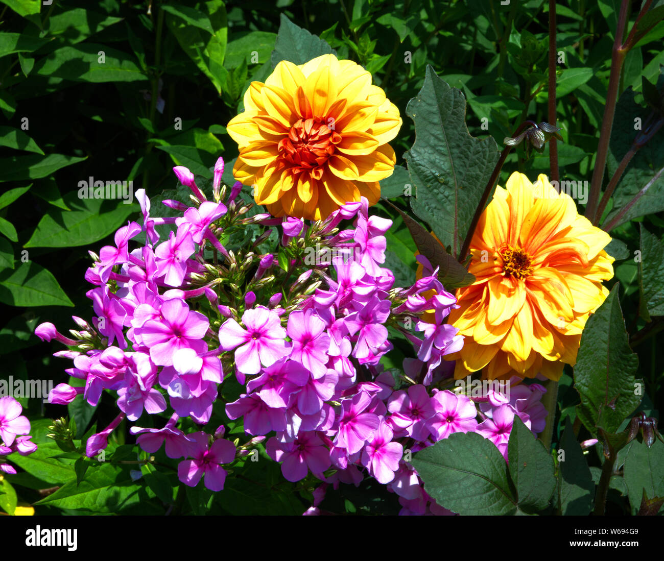 pink and orange flowers in bloom Stock Photo