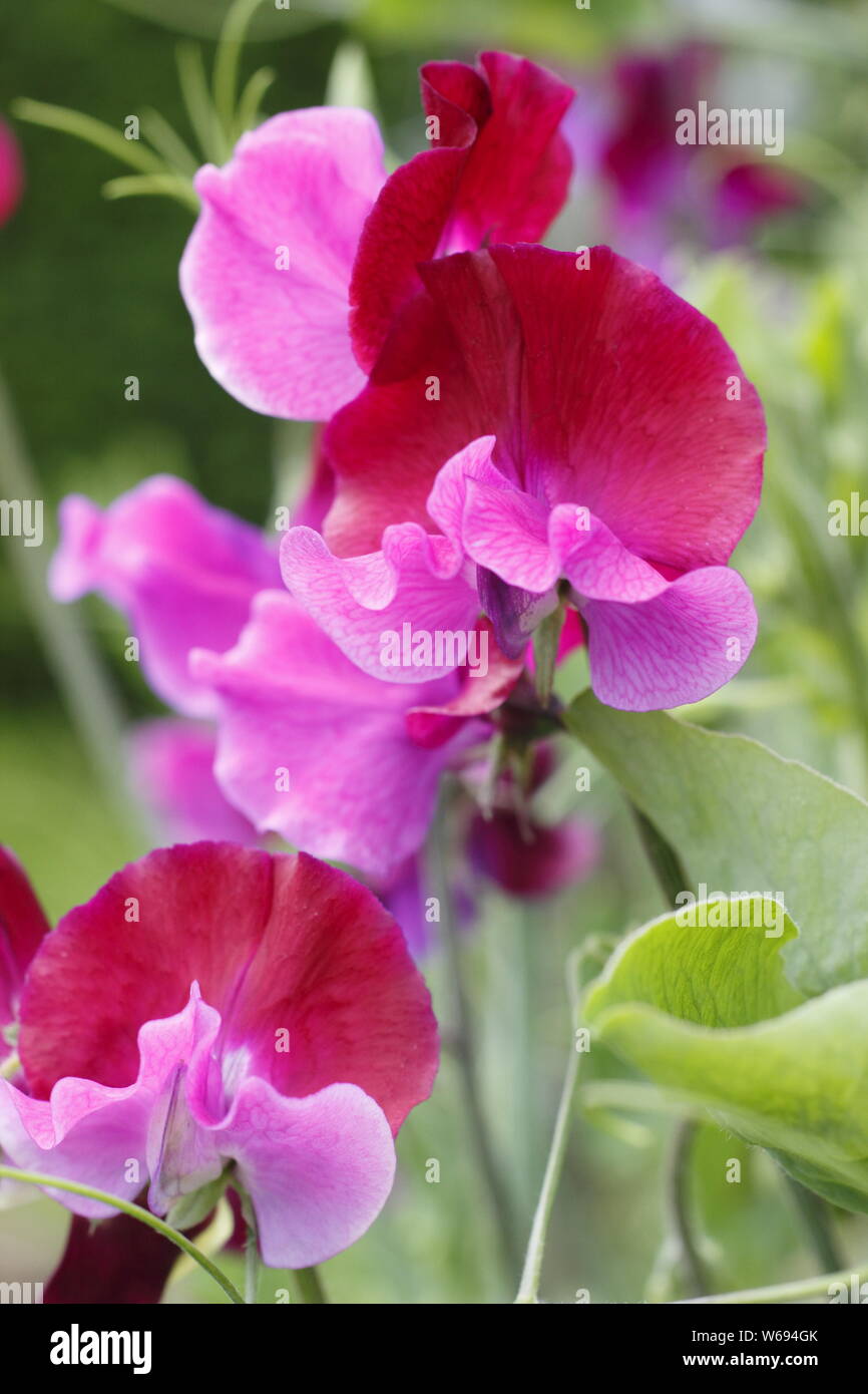 Lathyrus odoratus 'Purple Pimpernel' sweet pea flowers in a summer cottage garden - July. Stock Photo
