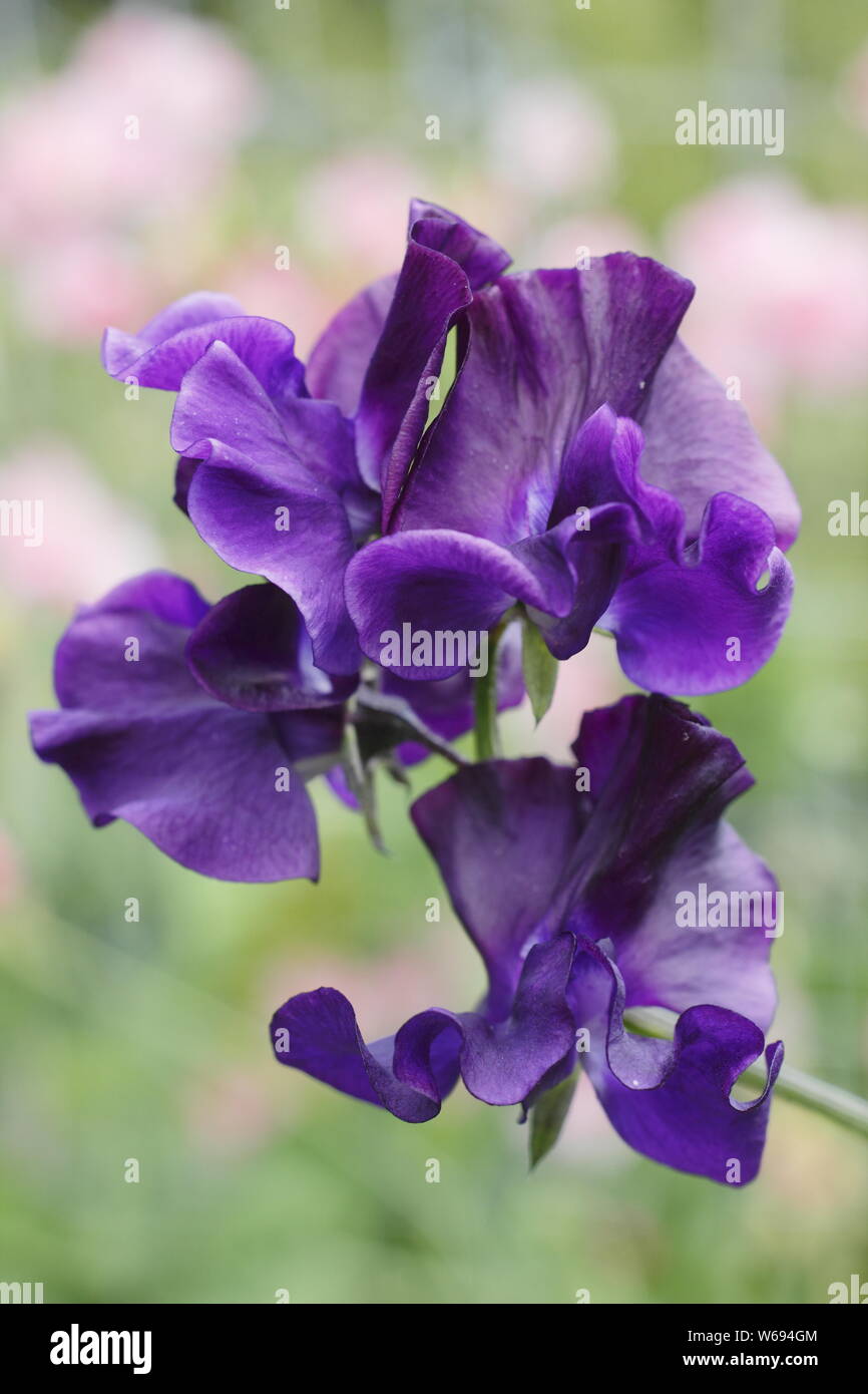 Lathyrus odoratus 'Joyce Stanton' Spencer sweet peas displaying characteristic dark blue ruffled petals Stock Photo