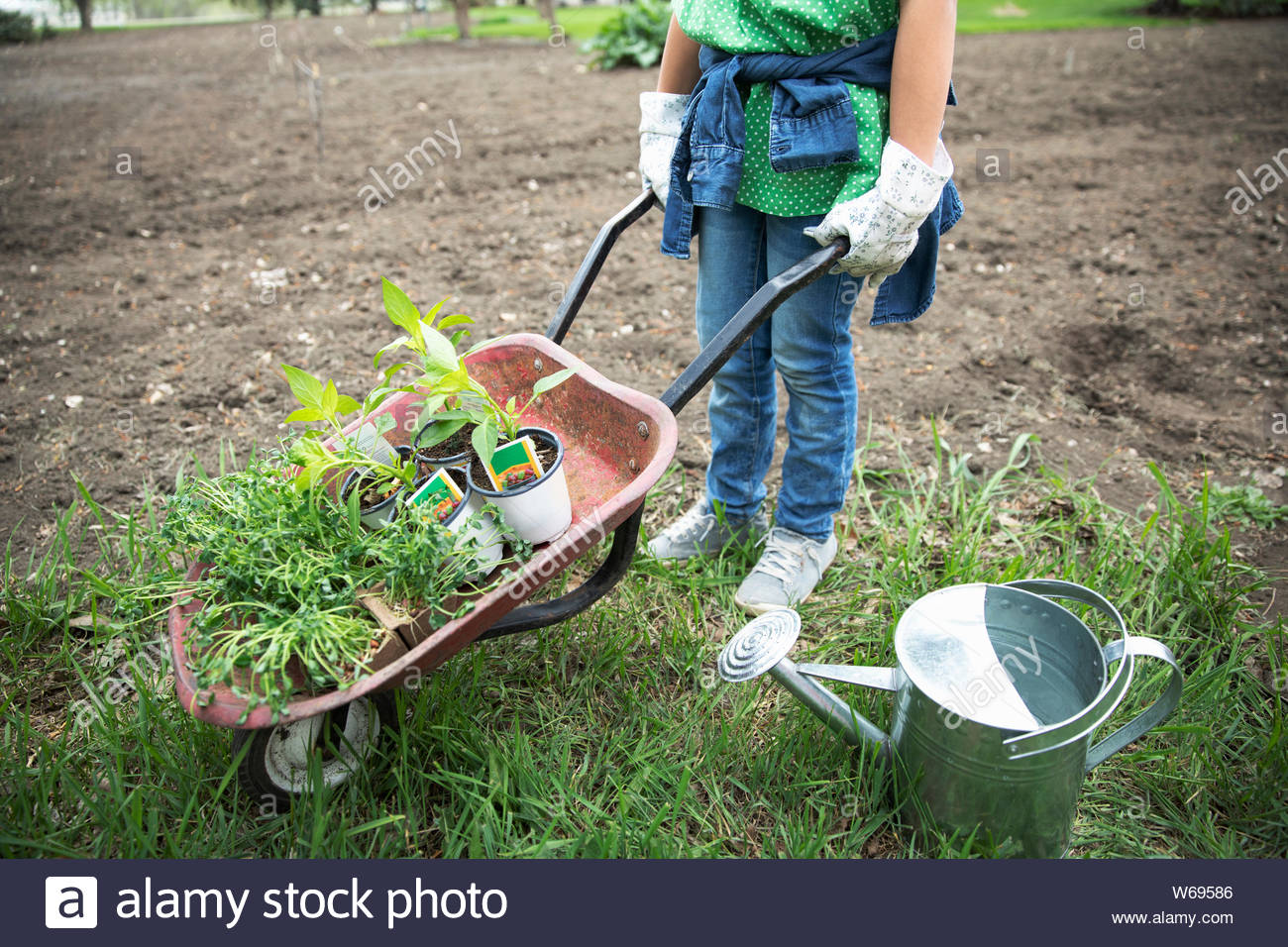 Girl gardening, pushing wheelbarrow with potted plants in garden Stock ...
