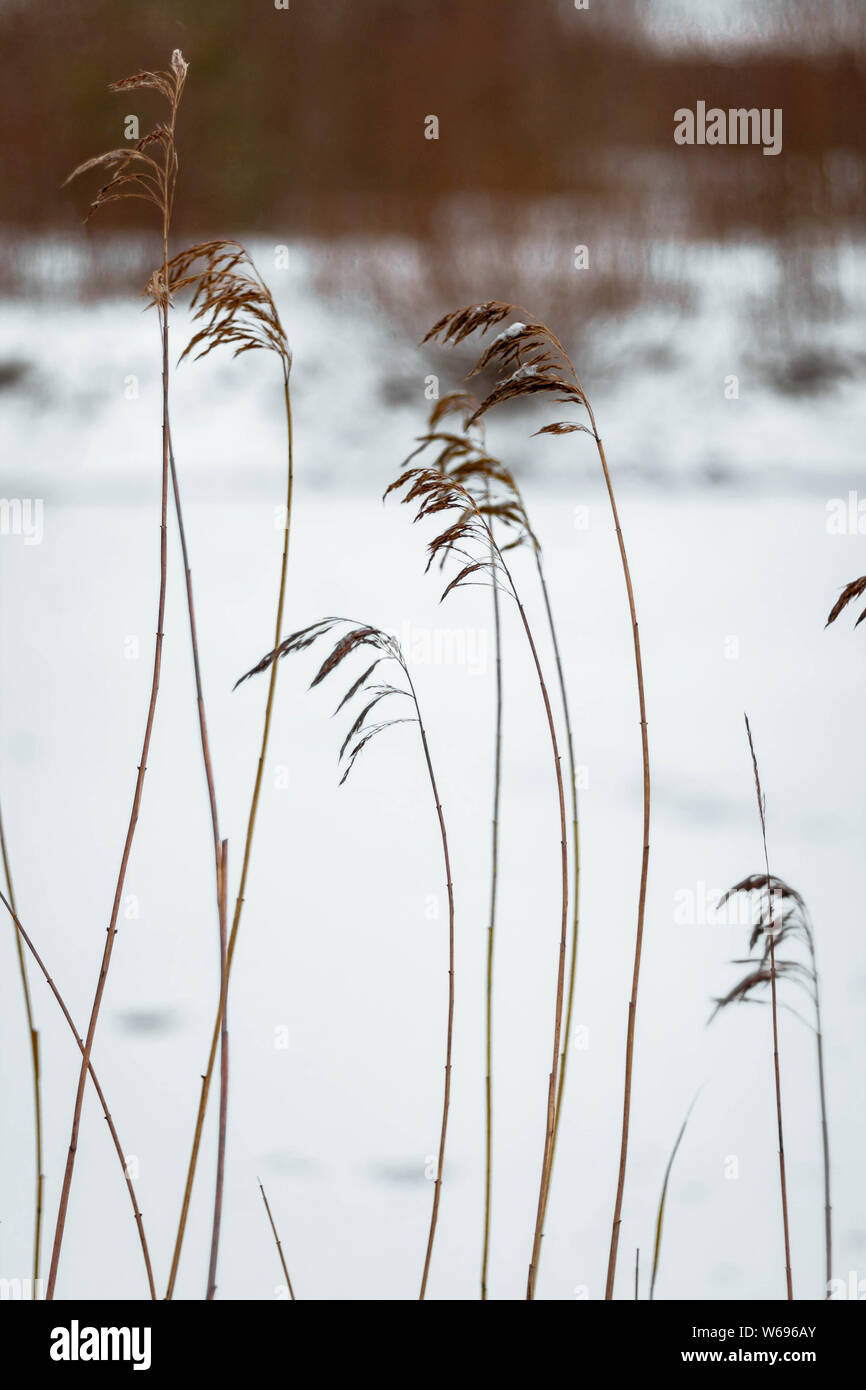 Dried bent-grass growing near a frozen and snow-covered pond. Stock Photo