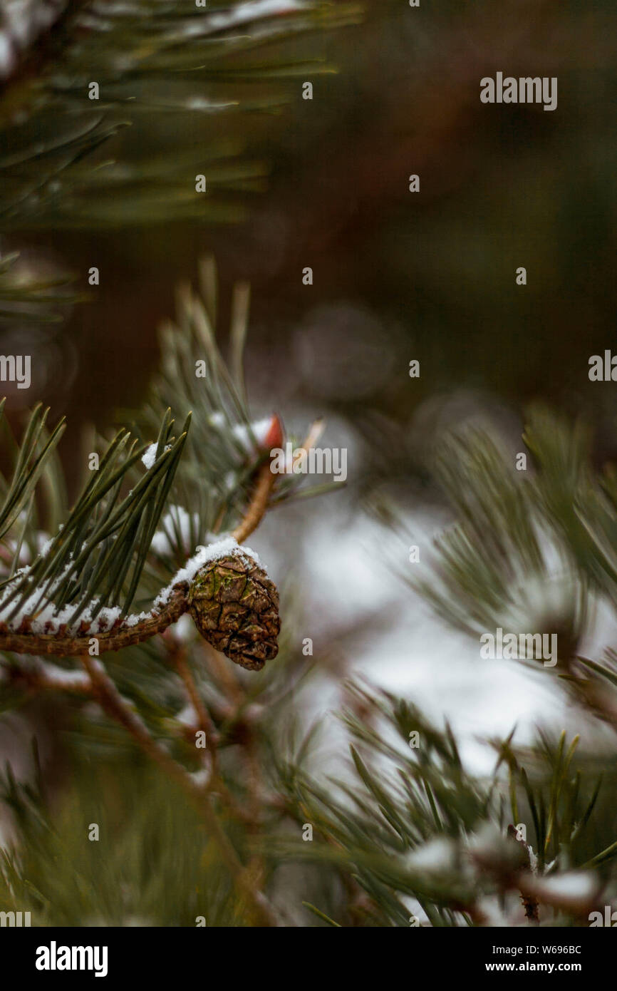 Pine cone snow hi-res stock photography and images - Alamy