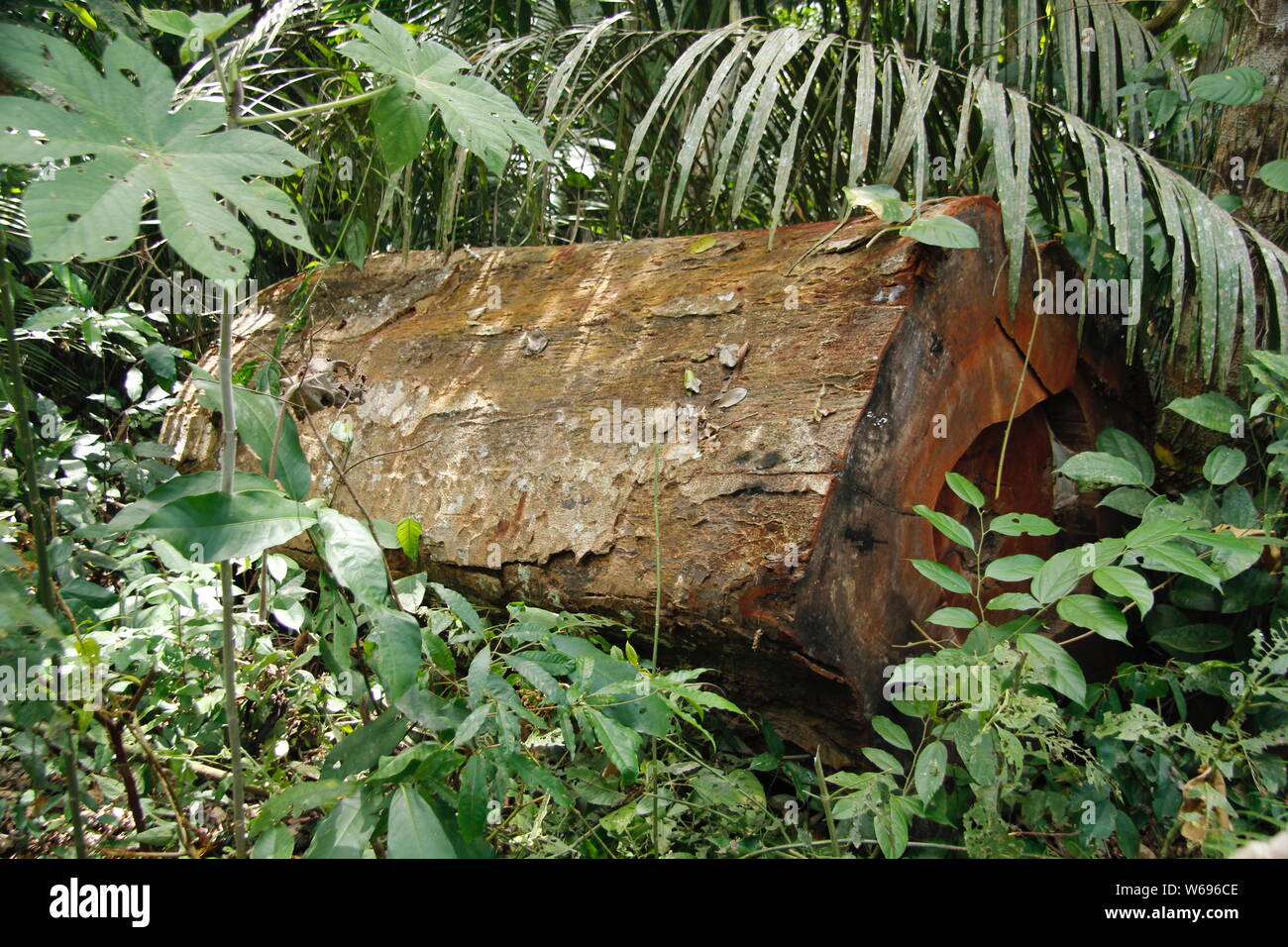 Illegal logging (copaiba colorado) Stock Photo