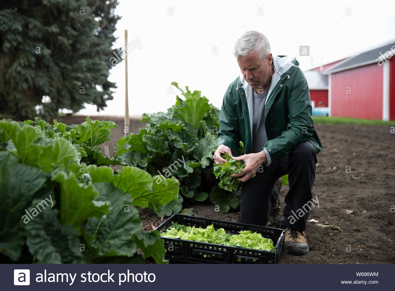 Male farmer harvesting lettuce in vegetable garden on farm Stock Photo