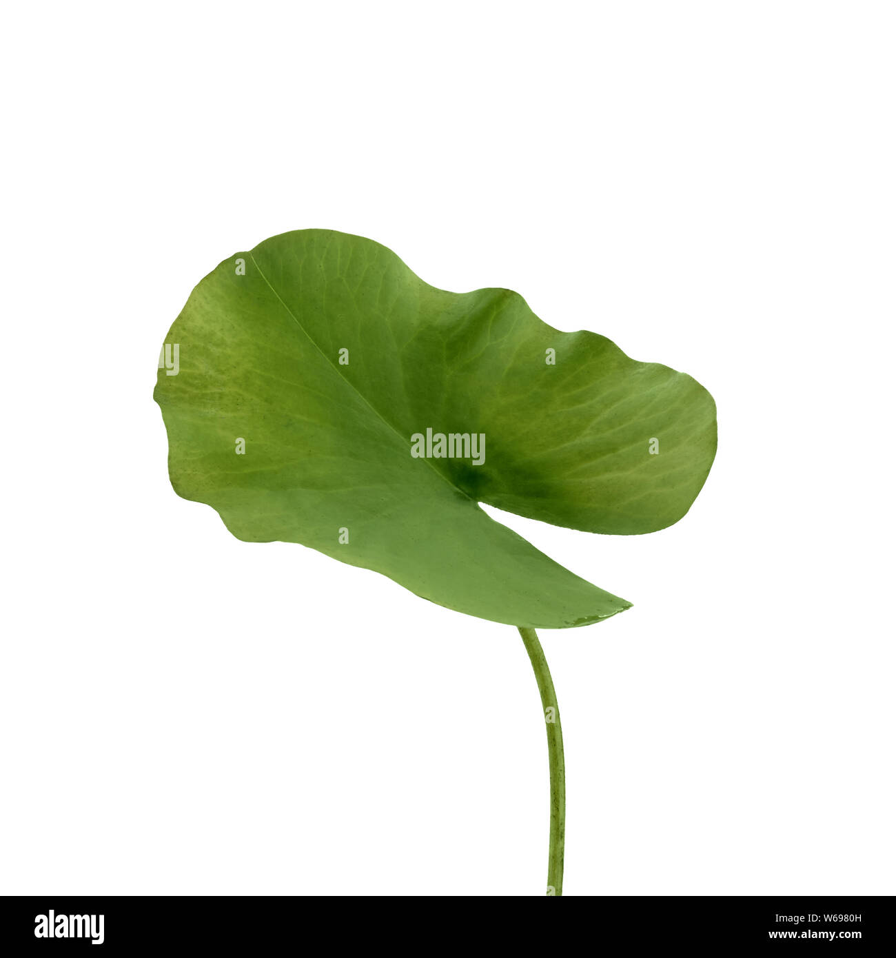 Green leaf lotus isolated on white background Stock Photo