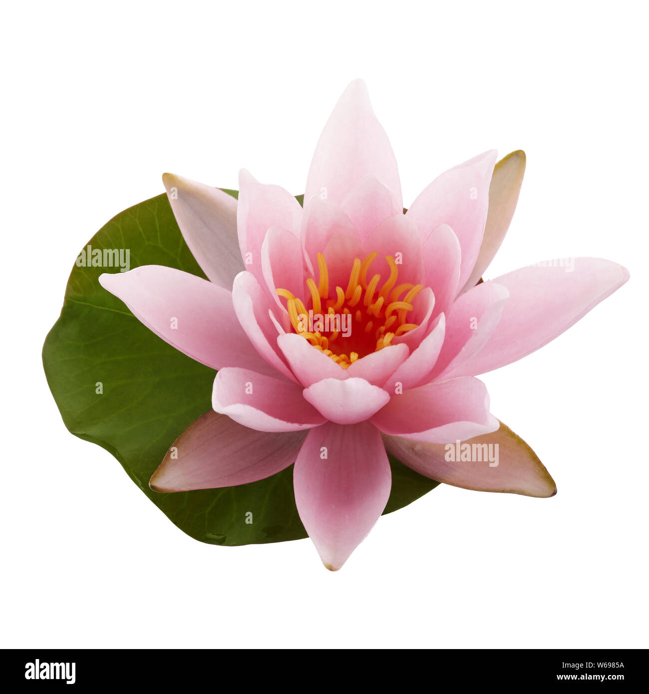 Lotus Images Stock Photos Lotus Images Stock Images Alamy