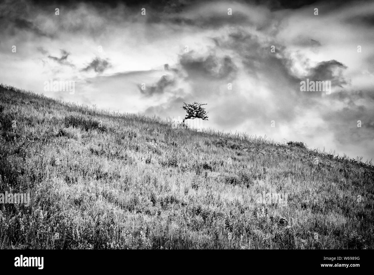 Lonely tree on a hill in black and white Stock Photo - Alamy