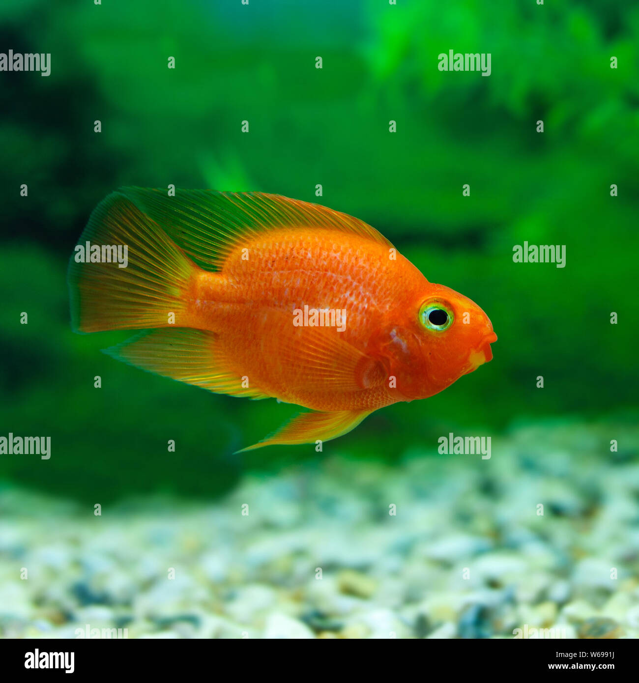 Red Blood Parrot Cichlid in aquarium plant green background. Funny orange colourful fish - hobby concept Stock Photo
