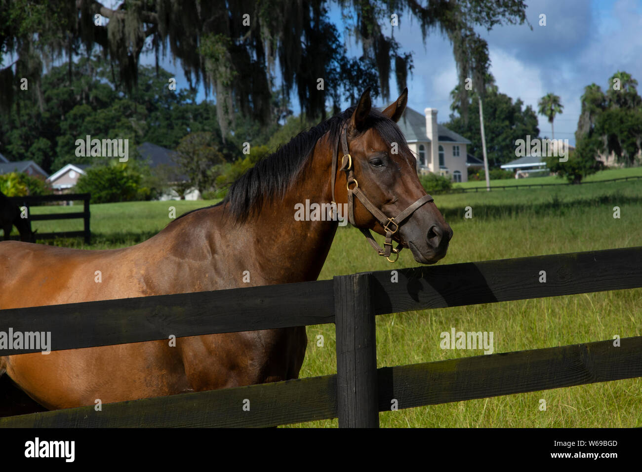 Beautiful horses on a horse breeding ranch in central Florida Stock