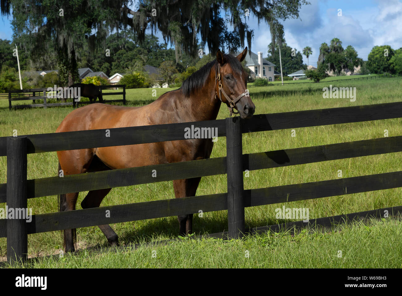 Beautiful horses on a horse breeding ranch in central Florida Stock