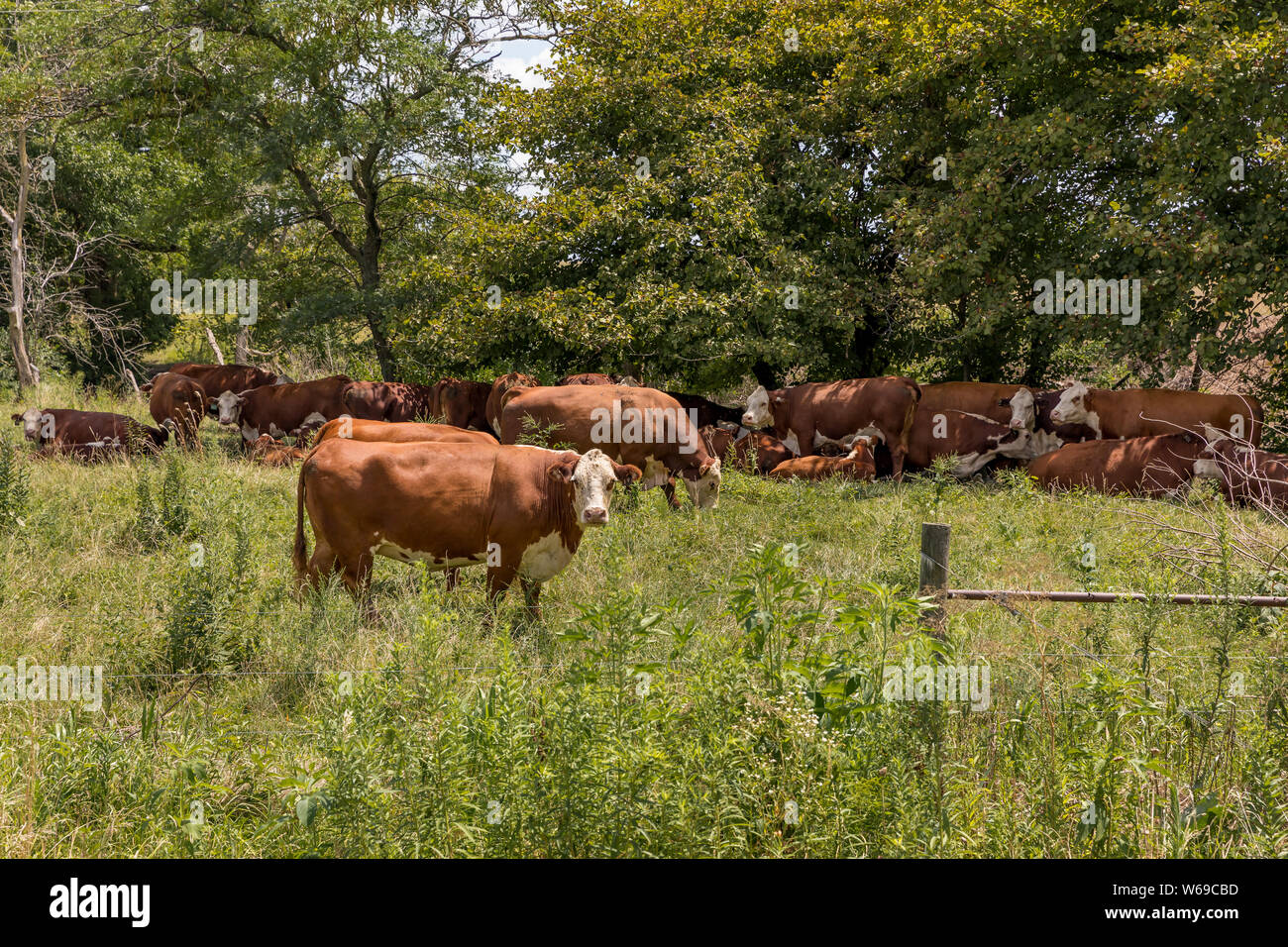 Cows grazing and resting in shade under trees in pasture during a summer heat wave Stock Photo