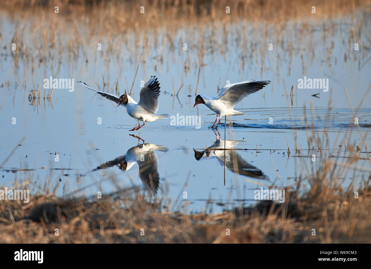 Two cheerful black headed gulls performing mating rituals Stock Photo