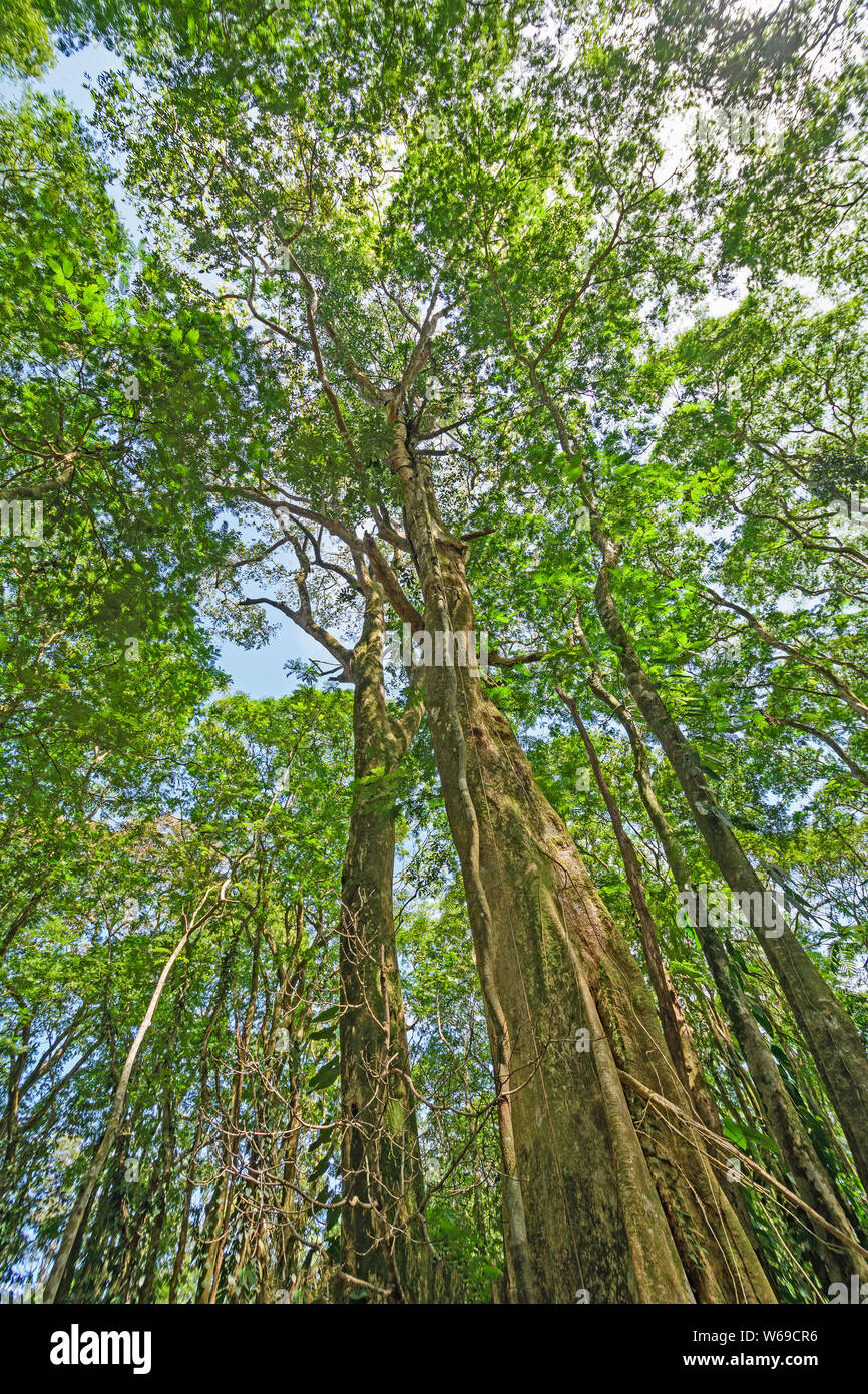 Looking up at forest canopy hi-res stock photography and images - Alamy