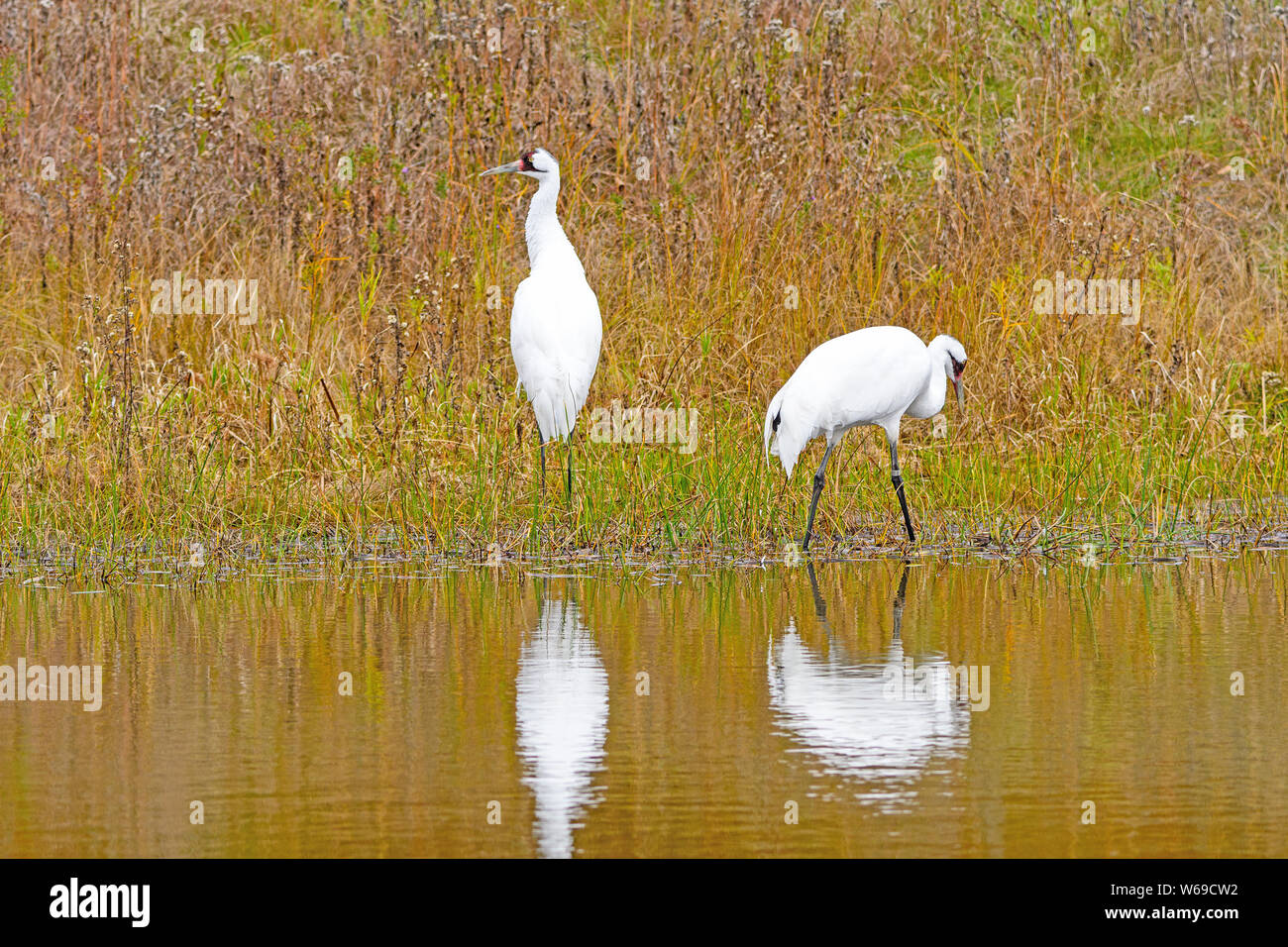 Whooping Cranes in a Wetland Pond in Wisconsin Stock Photo