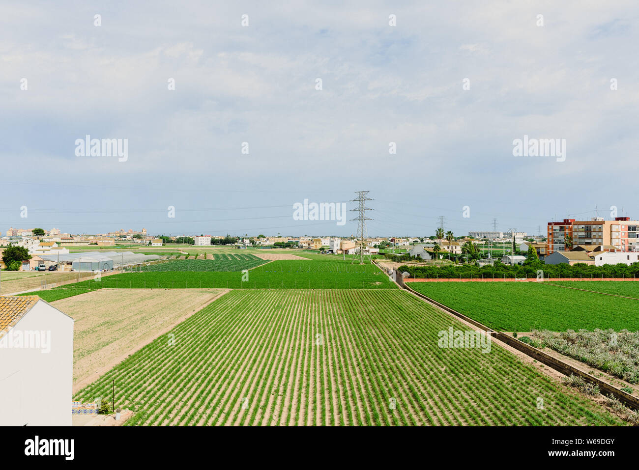 Valencia, Spain - June 9, 2018: Plantation of tigernuts in the Valencian orchard, near the houses of the city. Stock Photo