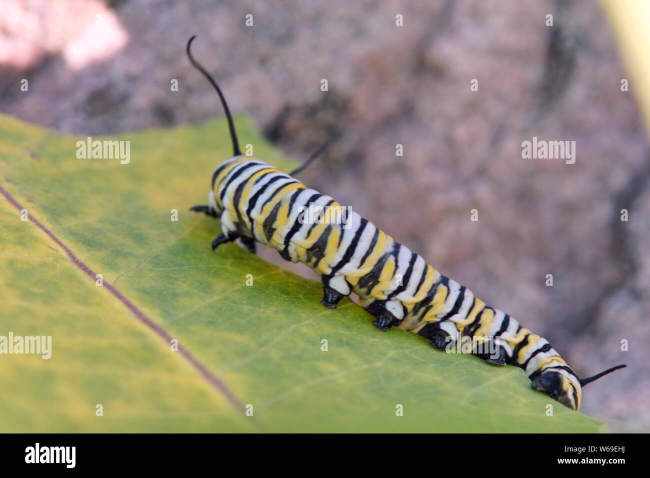 Monarch butterfly caterpillar eating a leaf Stock Photo Alamy