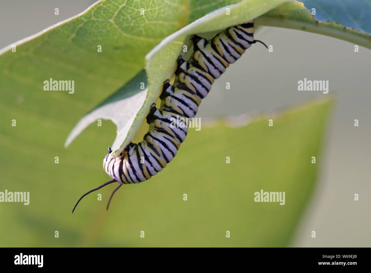 Caterpillar eating a leaf hi-res stock photography and images - Alamy