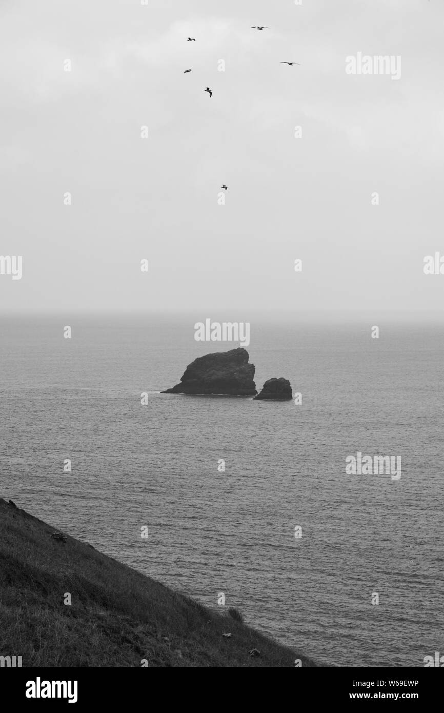 Flock of Herring Gulls ( Larus argentatus) with Bawden Rocks offshore the Rugged Coastline of North Cornwall on a Spring Day. UK. Stock Photo