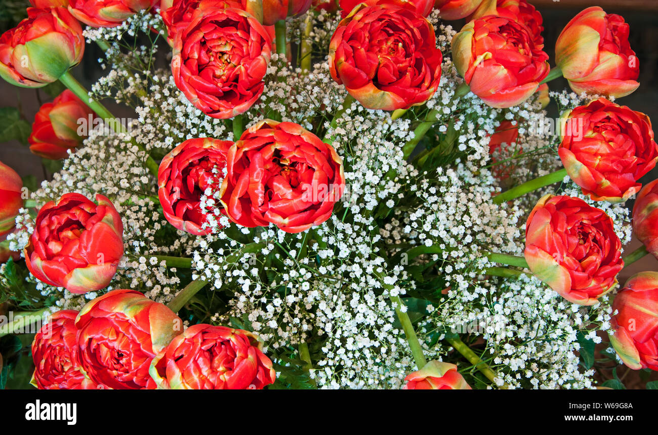 Red tulips and white baby breath bouquet flowers closeup. These red