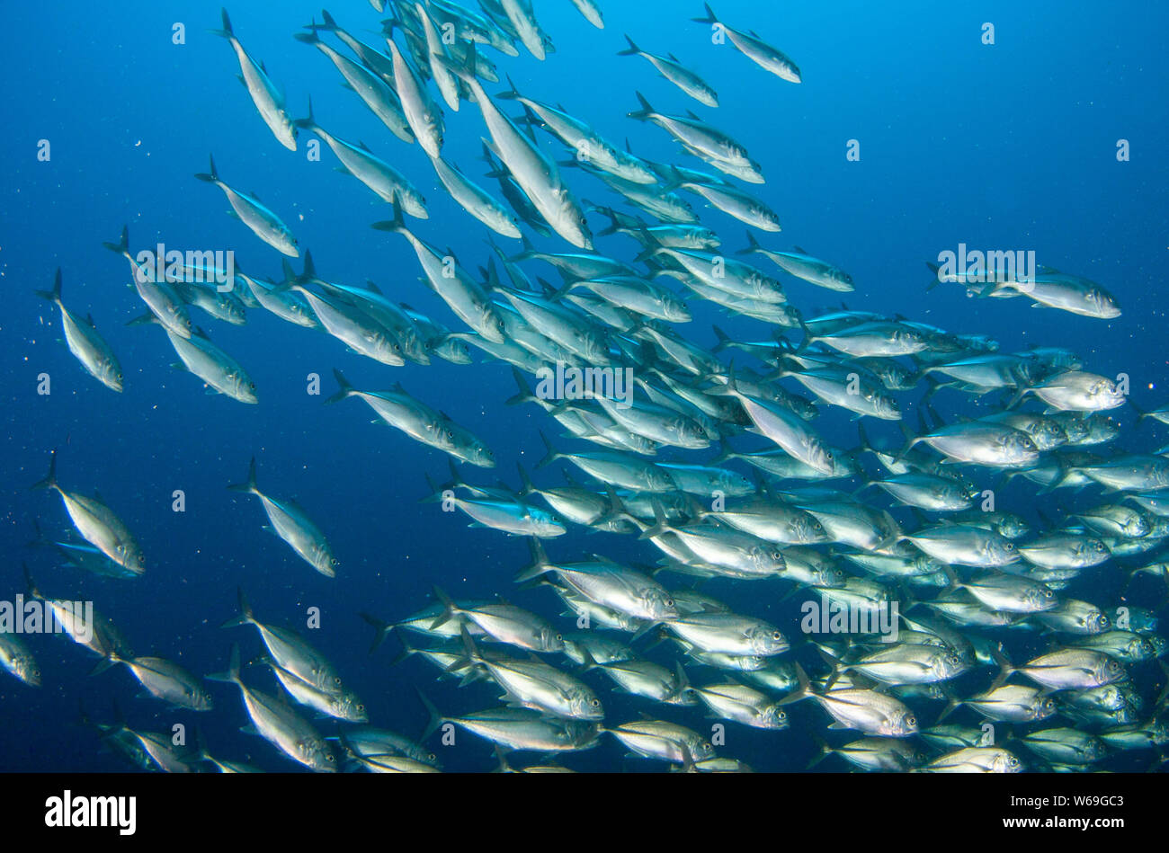 Concept image of overfishing,depletion of fish stocks in the Oceans Stock Photo
