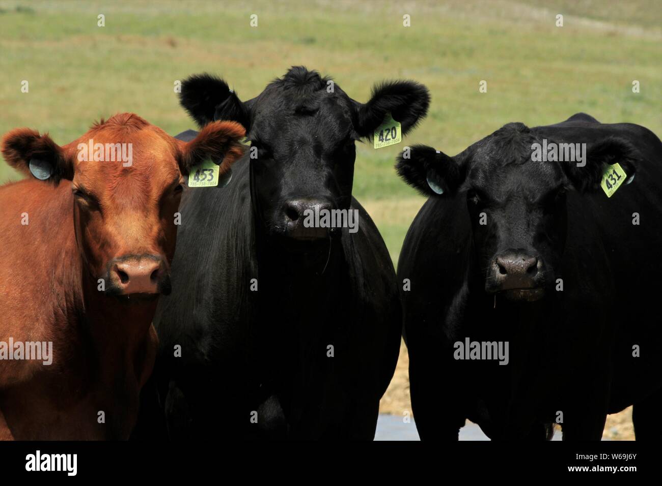 Red and Black Angus Cows in a Pasture with green grass out in the country. Stock Photo