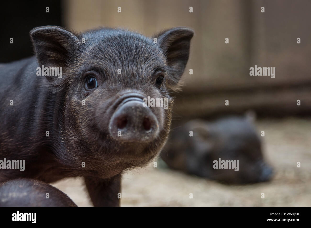 Black mini pig of the Vietnamese breed on sty. Stock Photo