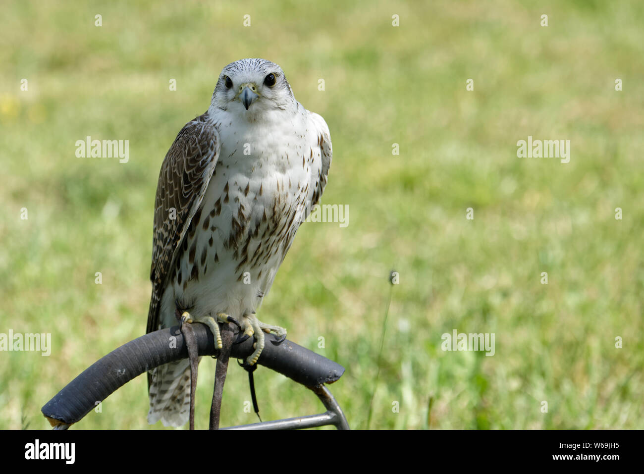 Falco cherrug in Falconry Eulenwelt-Falkenhof- Harz,Güntersberge,Saxony Anhalt,Germany. Stock Photo
