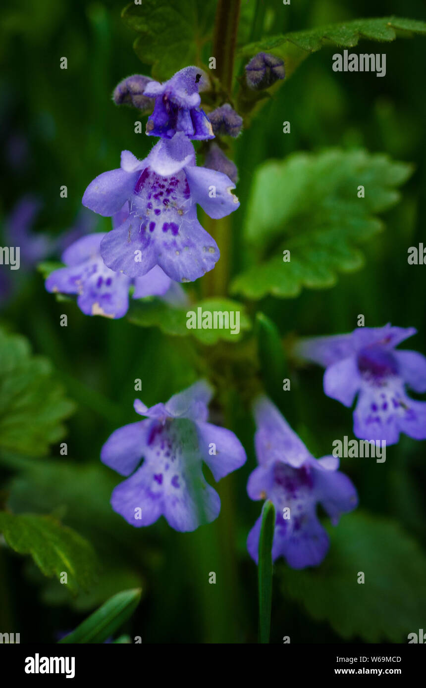 Gill-Over-The-Ground (Ground Ivy) against a natural green background with shallow depth-of-field. Stock Photo