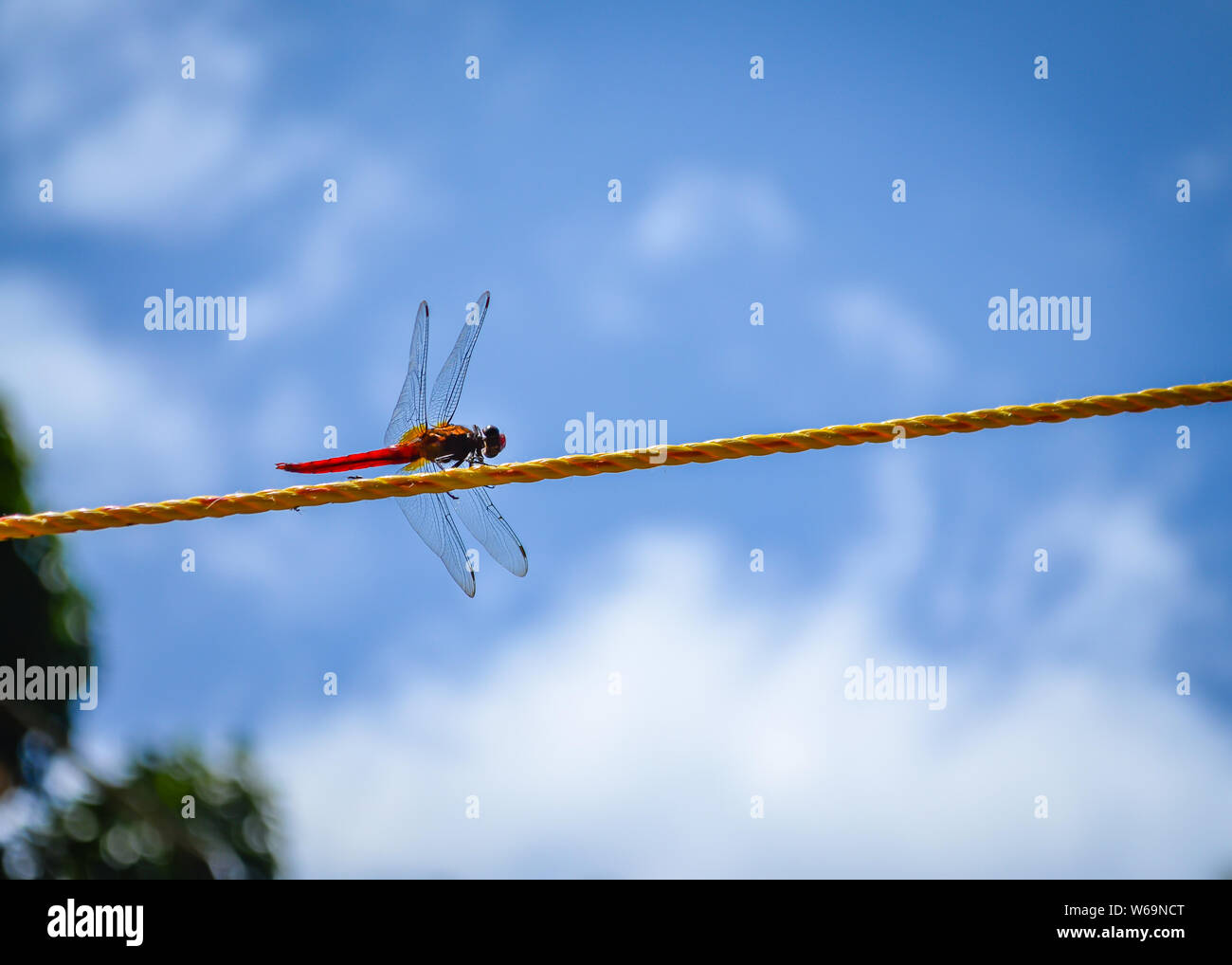 Red Dragonfly dancing on a yellow plastic rope against a blue sky background. Stock Photo