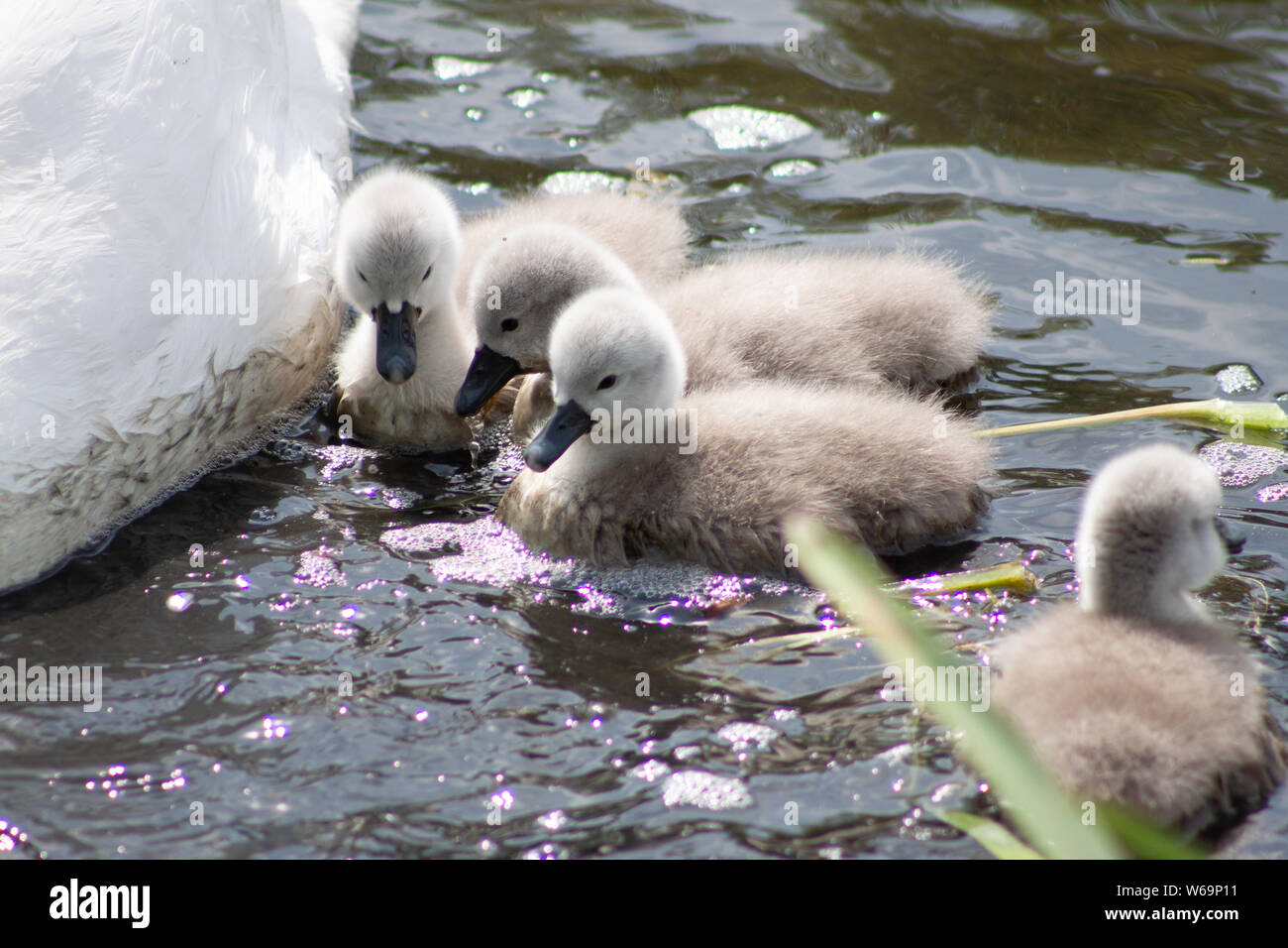 SWANS WITH SYGNETS Stock Photo