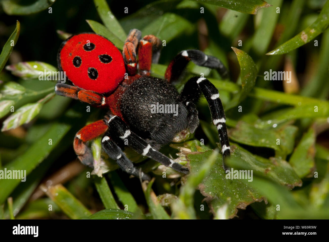 Ladybird spider (Eresus cinnaberinus) Stock Photo