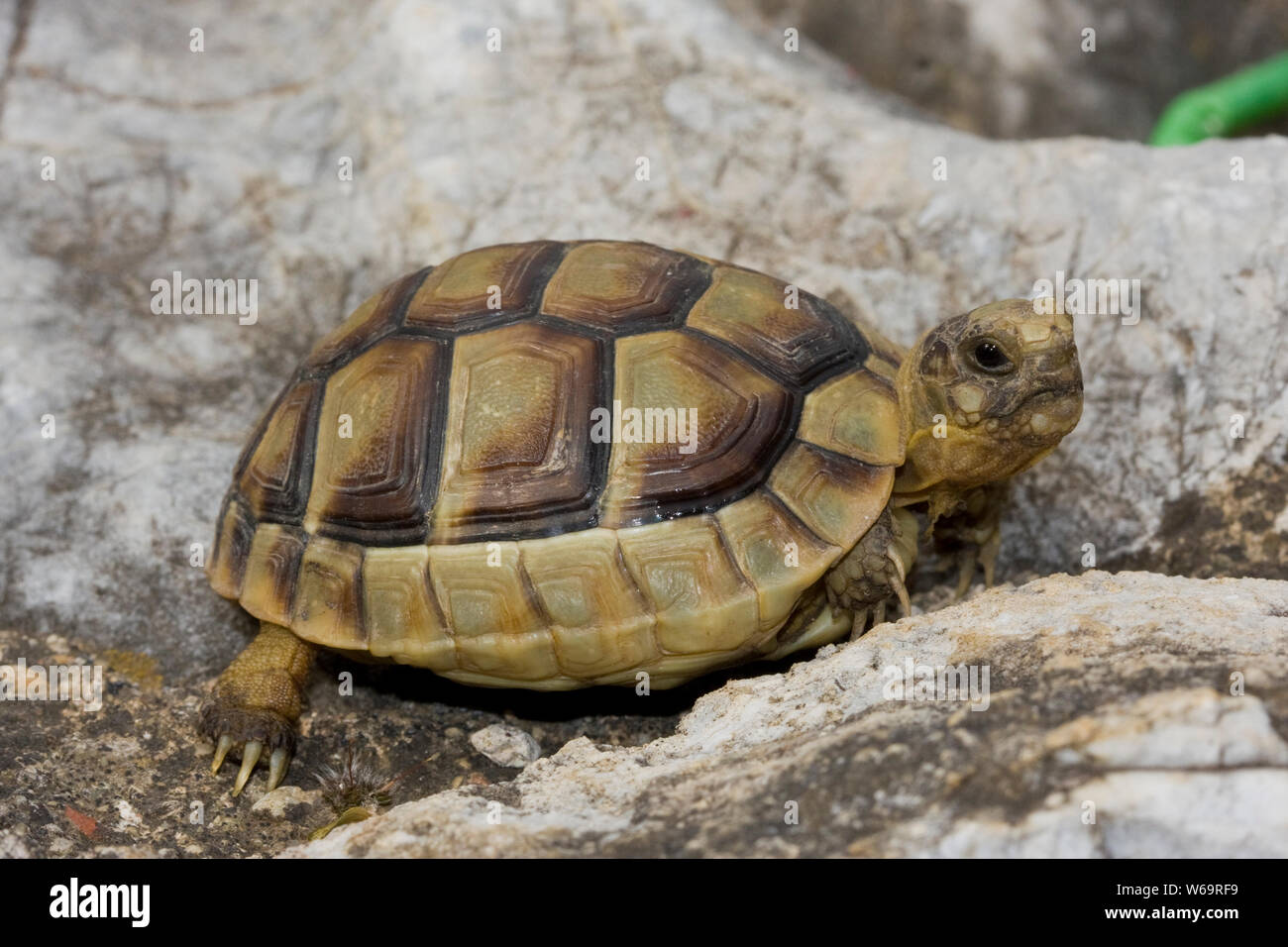 Hercegovinensis High Resolution Stock Photography and Images - Alamy