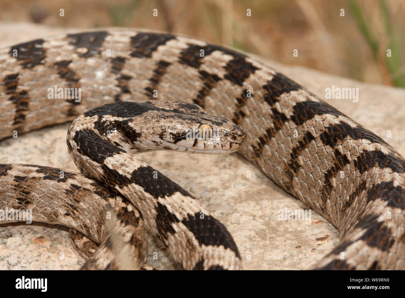 European Cat Snake - Telescopus fallax Stock Photo