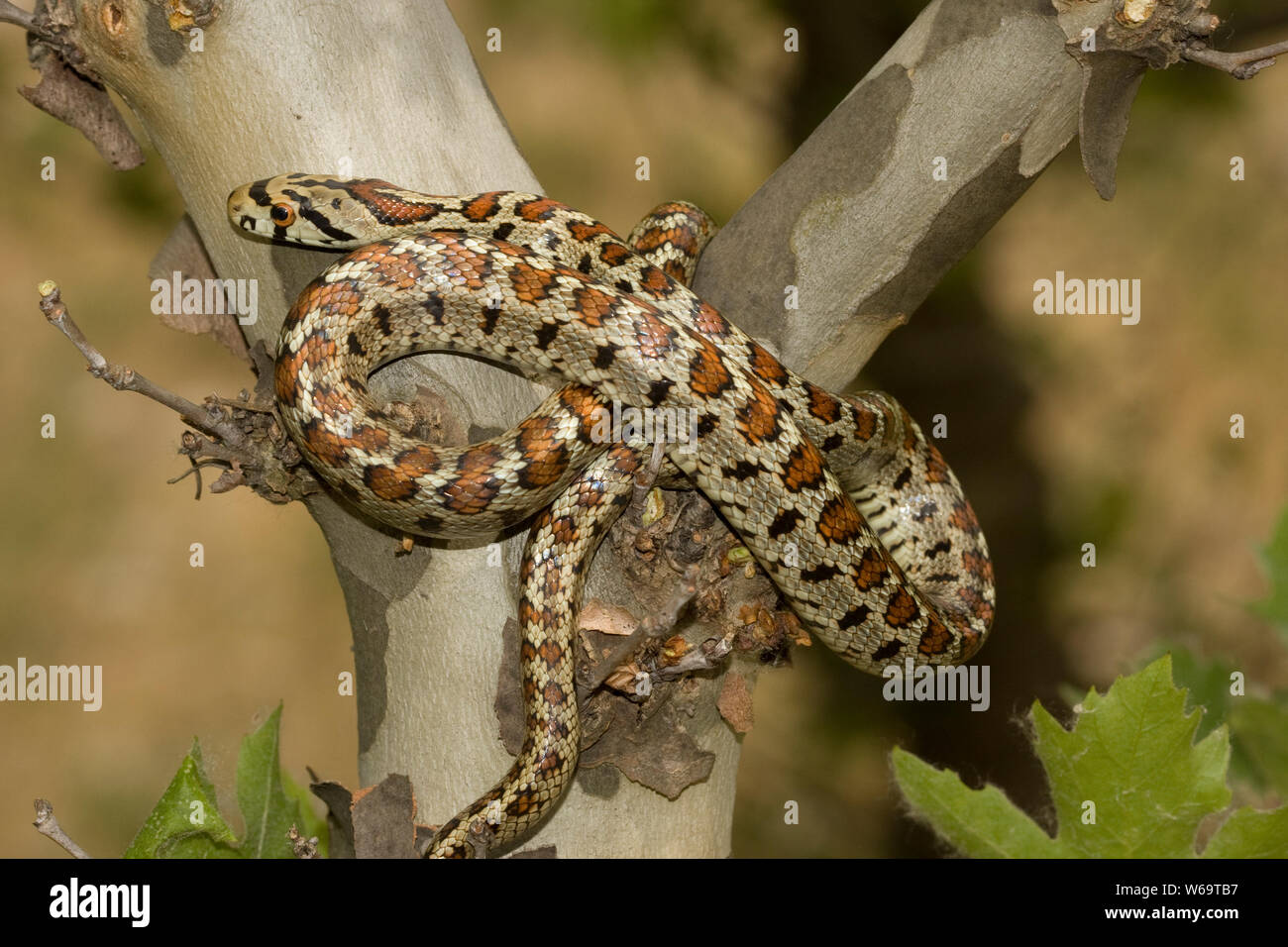 Leopard Snake (Zamenis situla) Stock Photo