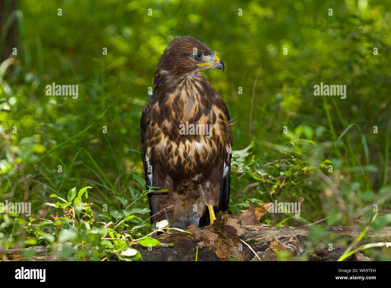 Buzzard Bird / Eagle - Accipitridae Stock Photo