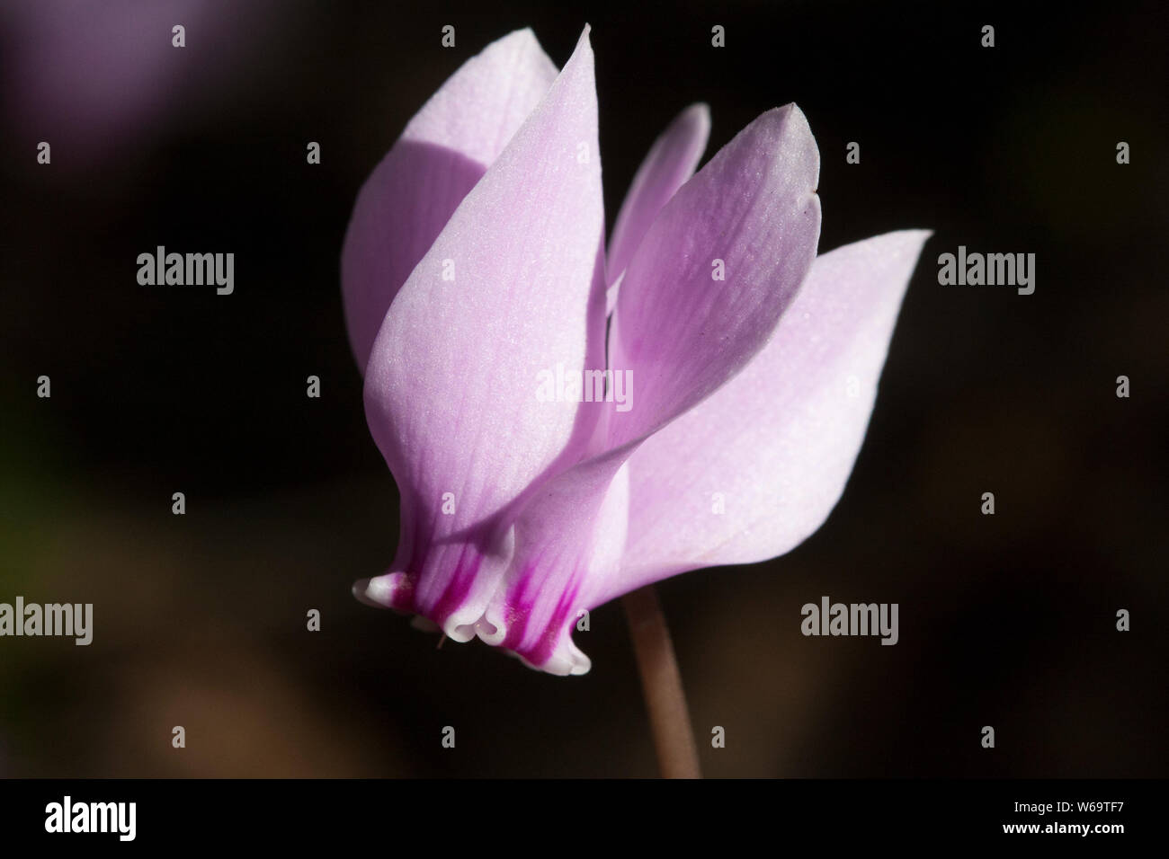 Flower, Plants / Magnoliophyta (Angiospermae) Stock Photo