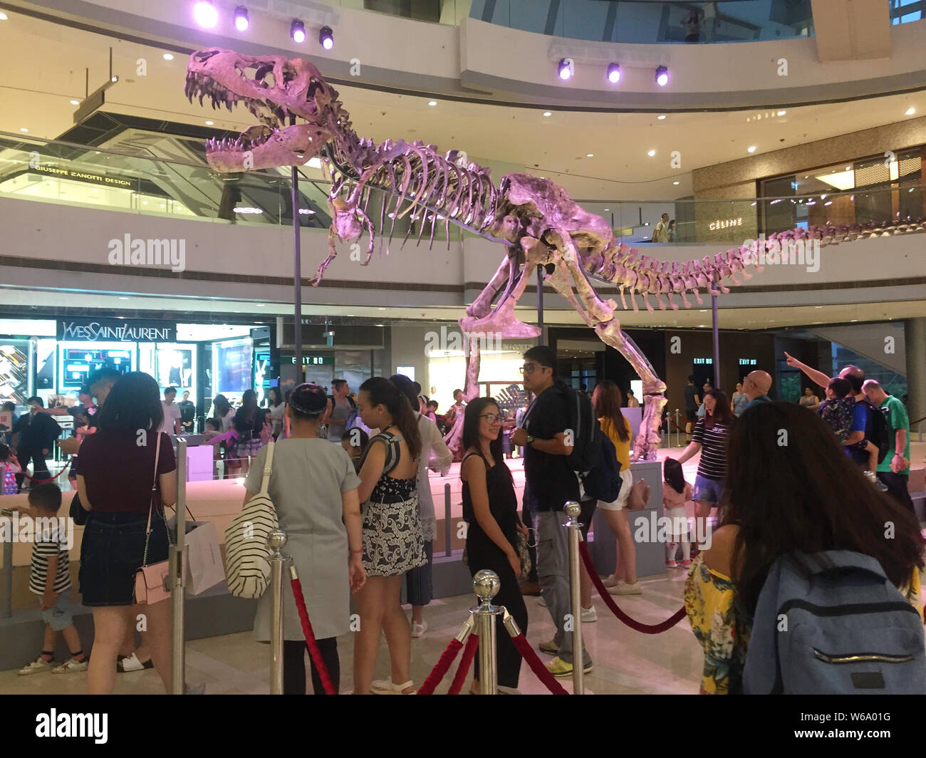 Rex China A real fossilized skeleton of a Tyrannosaurus Rex is on display during ...