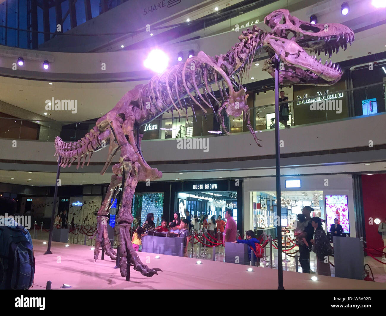 Rex China A real fossilized skeleton of a Tyrannosaurus Rex is on display during ...