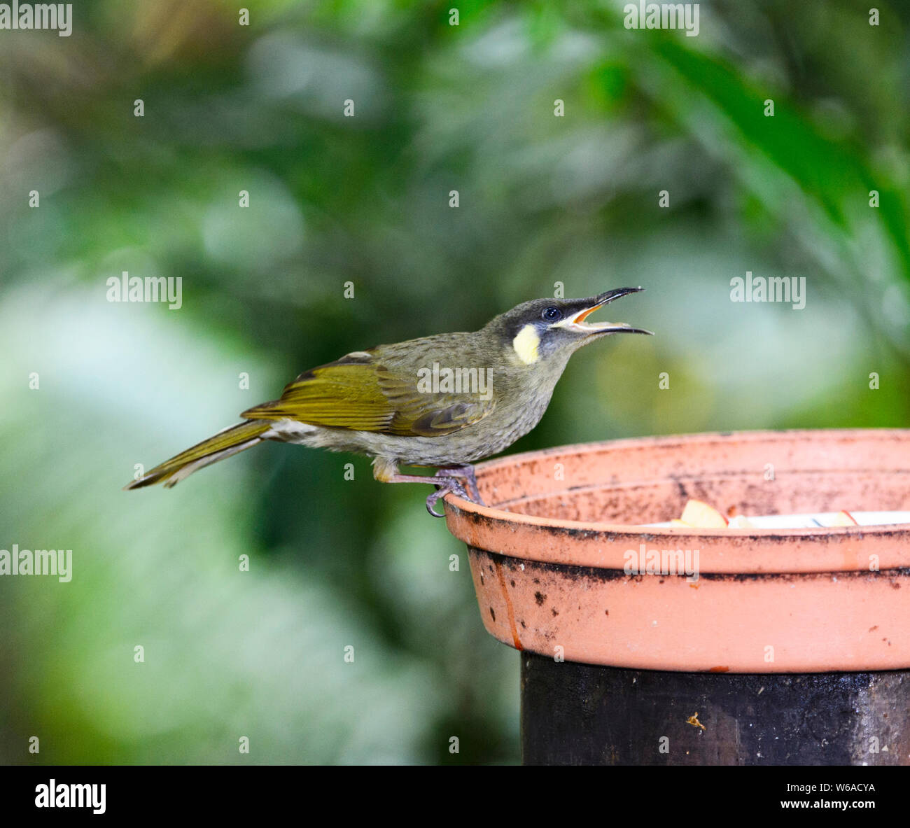 Lewin S Honeyeater Meliphaga Lewinii At A Bird Feeder Atherton