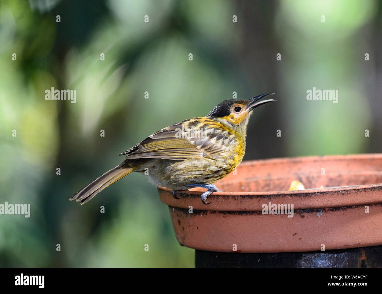 Side view of a Macleay's Honeyeater (Xanthotis macleayana) at a bird feeder, Atherton Tablelands, Far North Queensland, FNQ, QLD, Australia Stock Photo