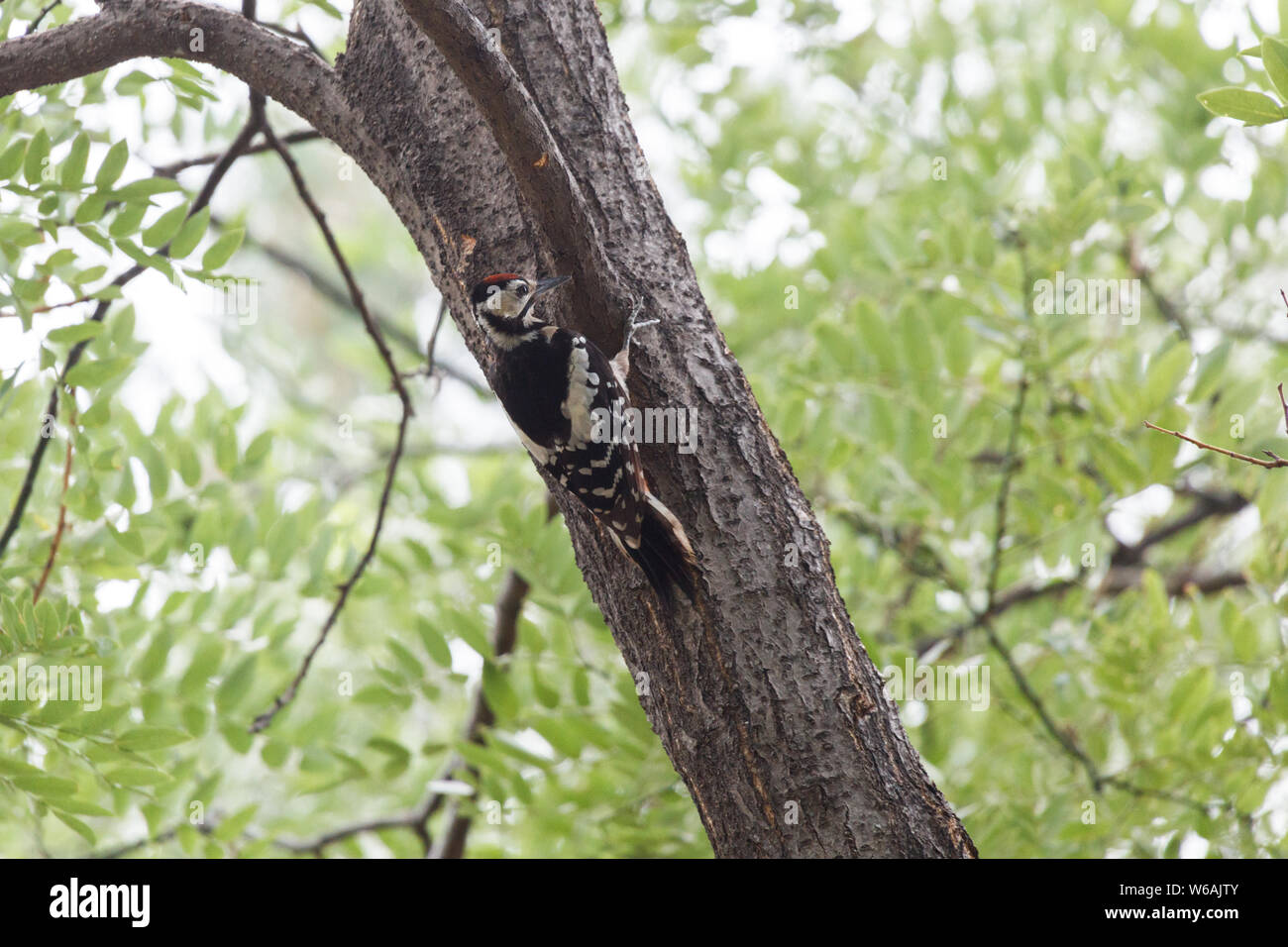 Greater Spotted Woodpecker  perched on a tree branch at Beijing, China, Stock Photo