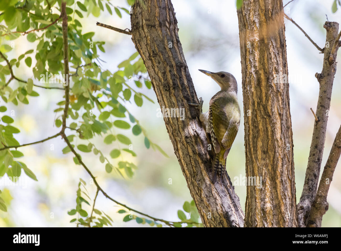 Grey faced Woodpecker perched on a tree branch at Beijing, China, Stock Photo