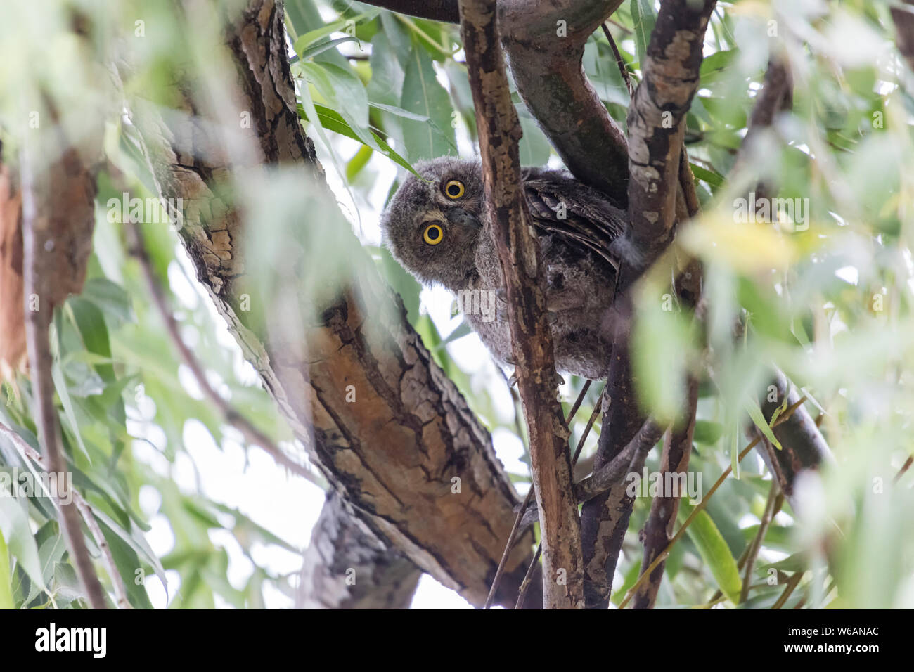 Otus basic. Otus basic