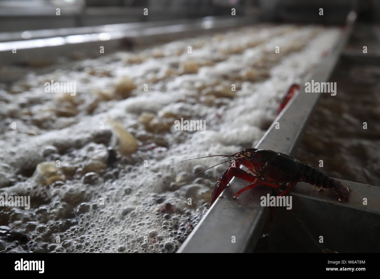 View of crayfish to be served during the 2018 Russia World Cup ...