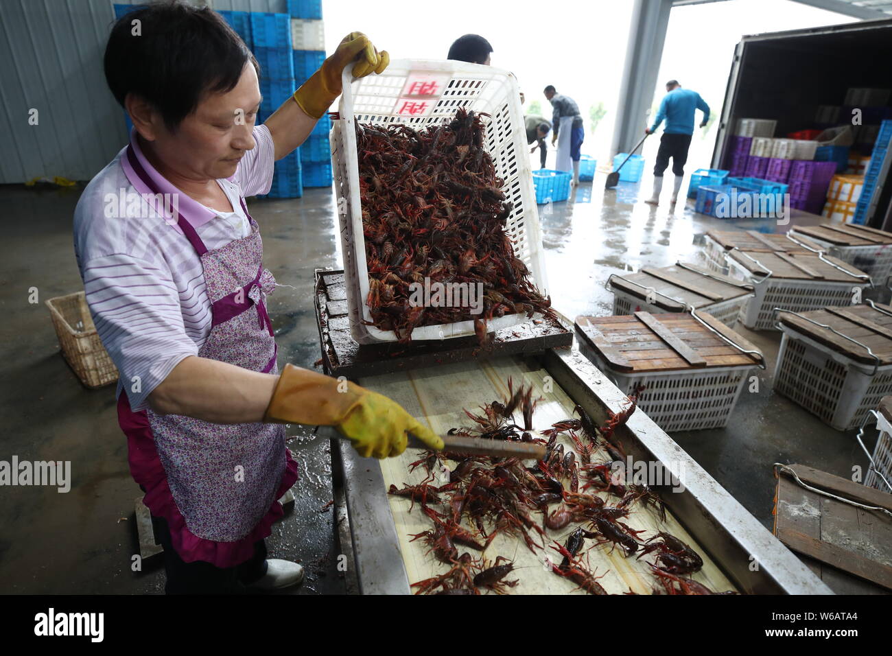 A Chinese worker sorts out crayfish to be served during the 2018 Russia ...
